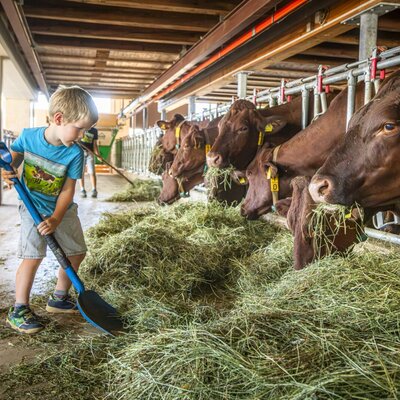An exciting farm experience for young guests of the apartment, helping to feed the cows in the stable.