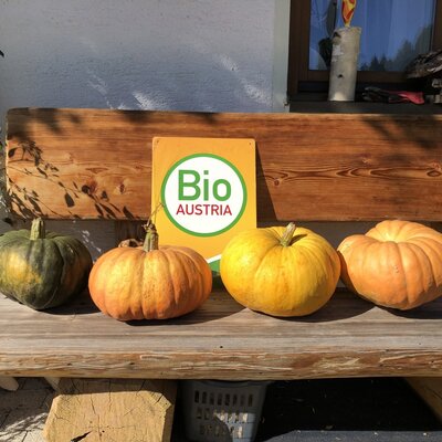 Pumpkins on a wooden bench at the Farm House, accompanied by a Bio Austria sign confirming its organic status.