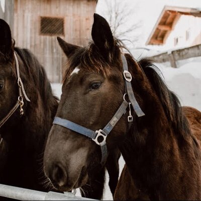 Two dark brown horses wearing halters at the farm house.