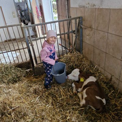 A child feeding a calf with a bucket inside the barn at the farm house.