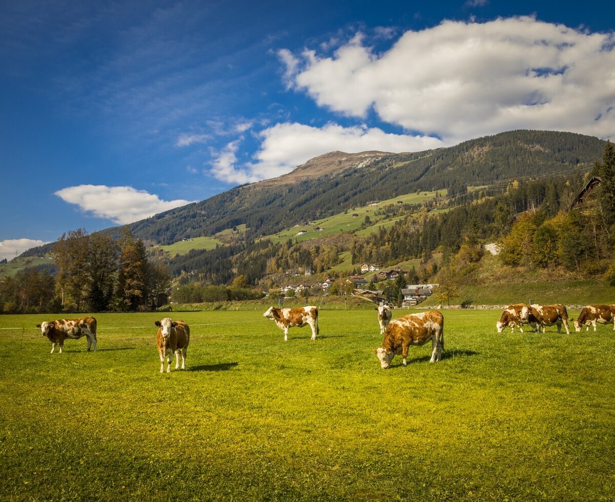 Cows grazing in the farmhouse meadow with mountain views.