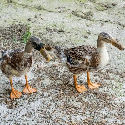 ducks