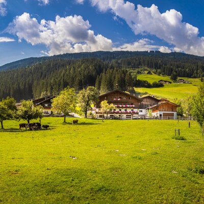 The Farm House buildings, featuring traditional architecture with balconies and flower boxes, are situated amidst green pastures with grazing cattle, surrounded by trees and forested mountains.