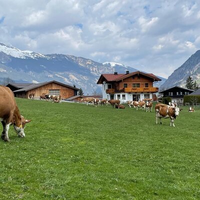 Cows grazing in the pasture in front of the farmhouse with snow-capped mountains in the background.