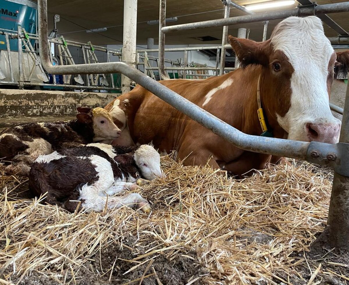 A cow with two calves lying on straw in a barn at the farmhouse.