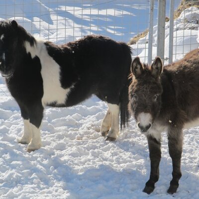 Gustav and Benjamin