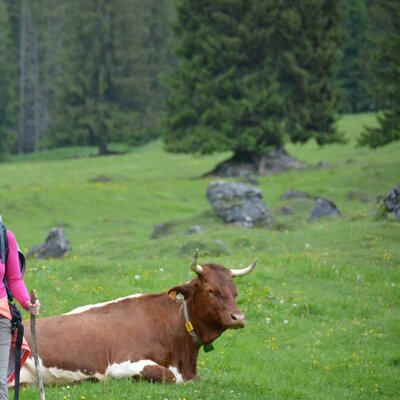 Alpine pasture hiking
