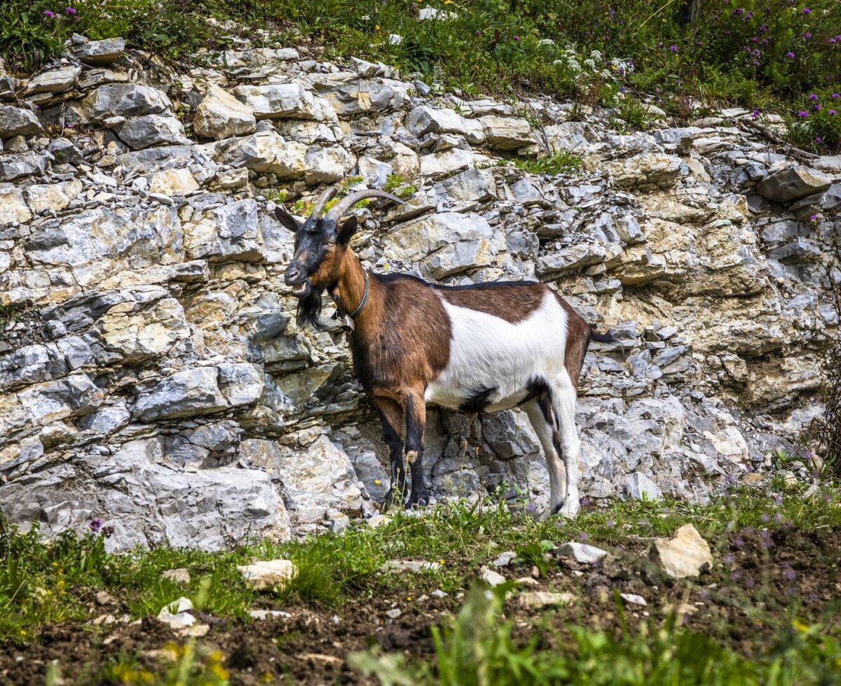 A brown and white goat with horns and a beard stands by a rocky wall, one of the many animals at the Farm House for guests.
