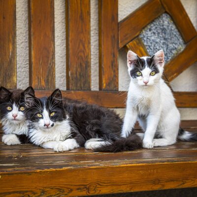 Kittens