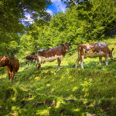 Cows grazing on a grassy hillside, part of the many farm animals available for guests at the Farm House.