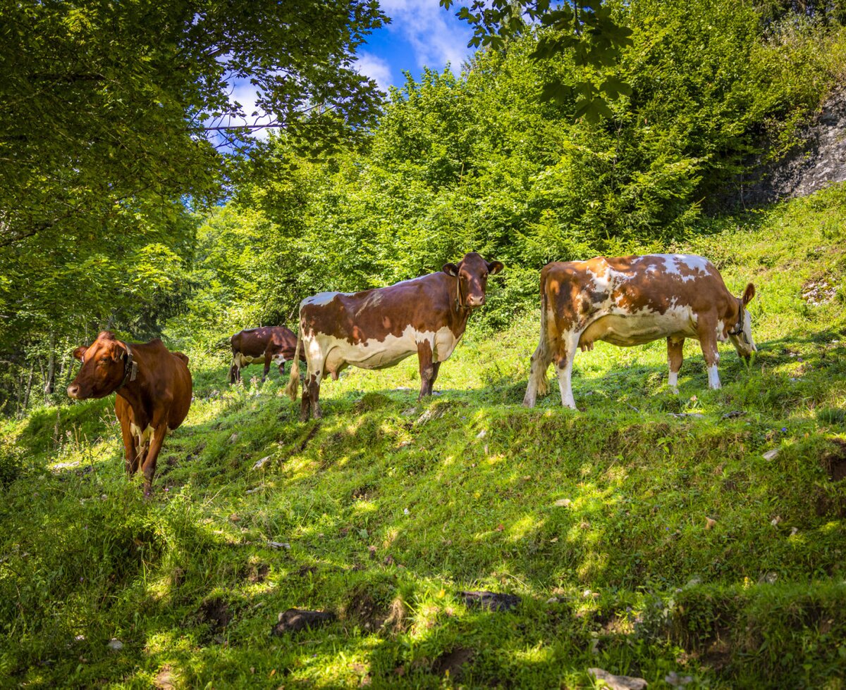 Cows grazing on a grassy hillside, part of the many farm animals available for guests at the Farm House.