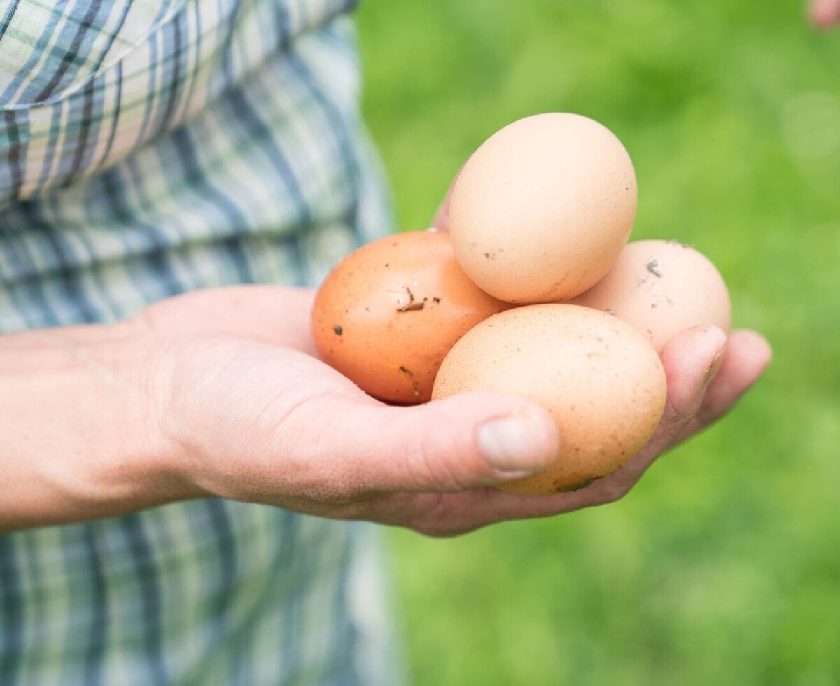 fresh eggs