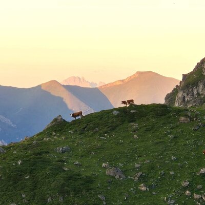 Our animals on the alp