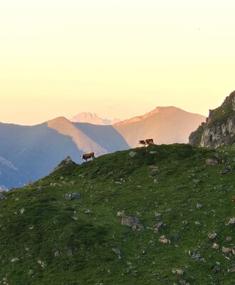 Our animals on the alp