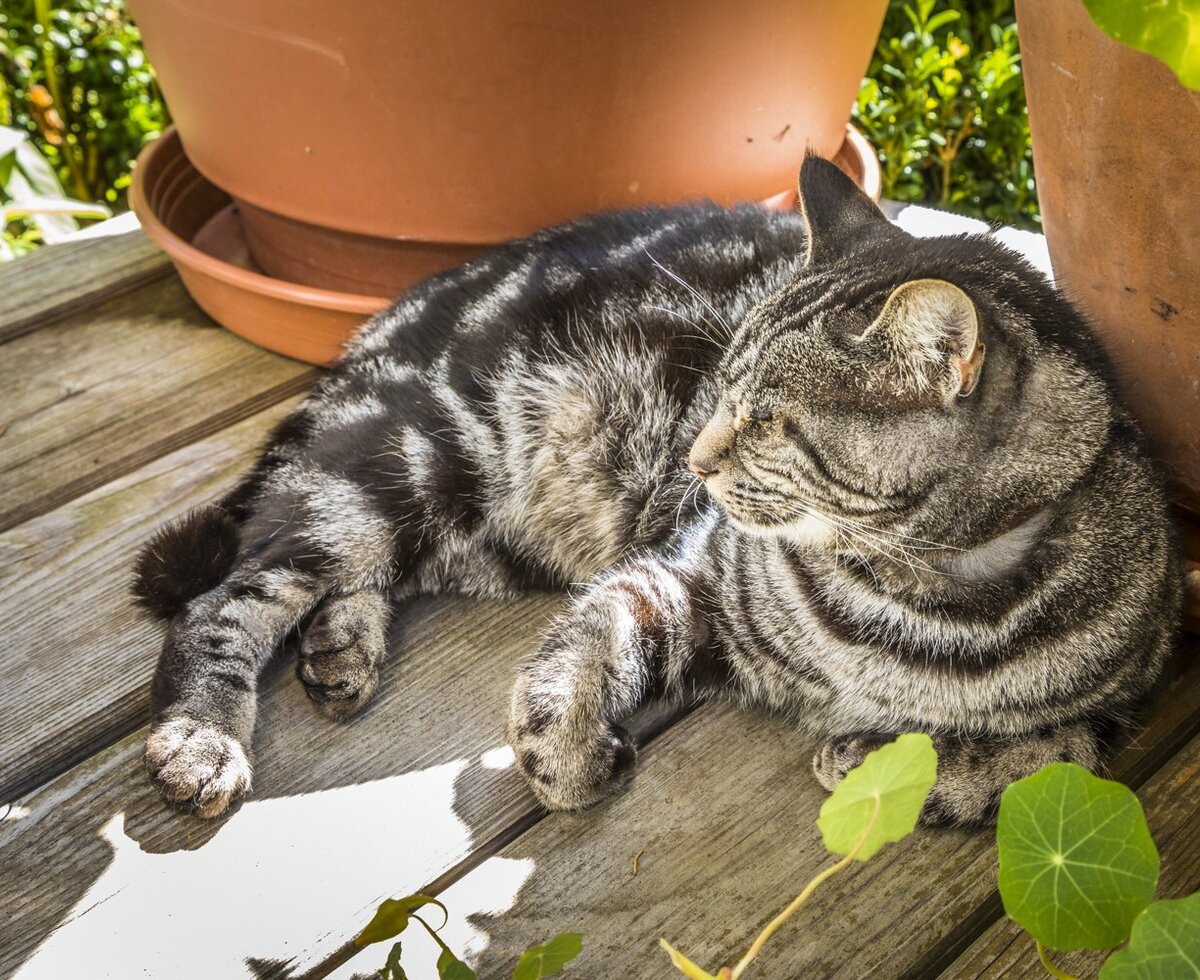 A tabby cat lying on the wooden deck at the farmhouse.