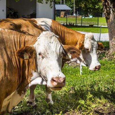 Two brown and white cows standing in a grassy field at the farmhouse.