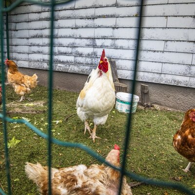 The Farm House features a chicken coop with a rooster and hens.