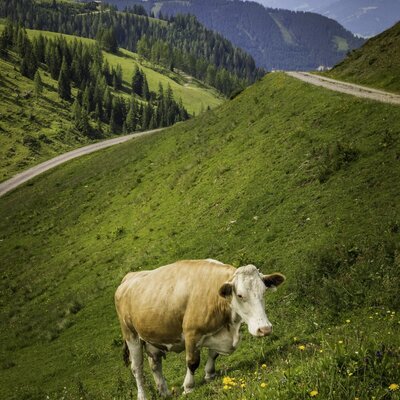 A cow grazing on a green mountain pasture with a winding road and distant peaks, reflecting the farmhouse's alpine surroundings.