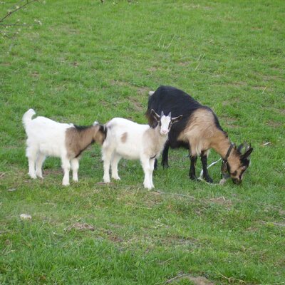 Our goat with kids