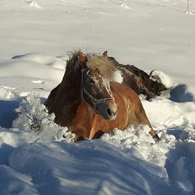 A horse wading through deep snow at the farm house.