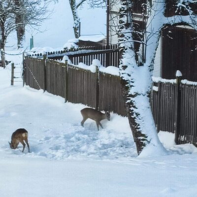 Two deer on the snow-covered grounds of the Farm House, alongside a wooden fence.