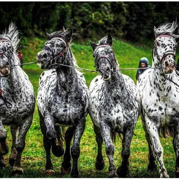 Four harnessed, speckled horses running in a grassy field at the Farm House.