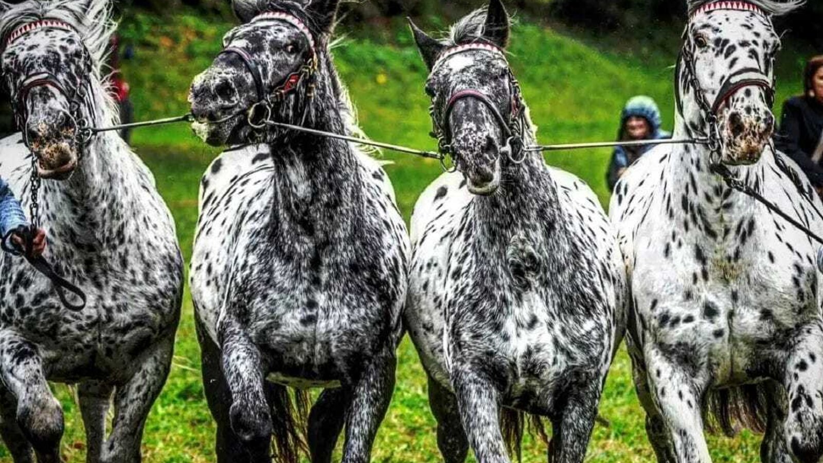 Four harnessed, speckled horses running in a grassy field at the Farm House.