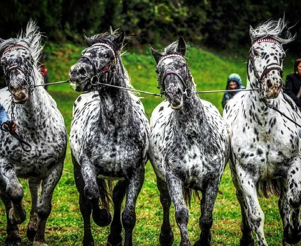 Four harnessed, speckled horses running in a grassy field at the Farm House.