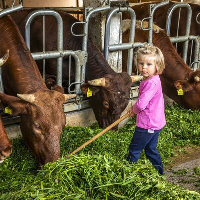 An authentic experience at the farmhouse, where children can help feed fresh grass to the cows.