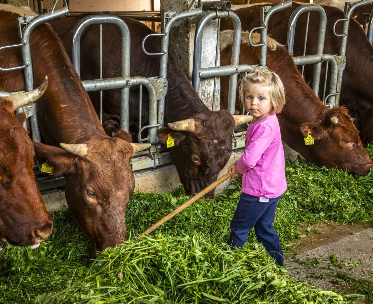 An authentic experience at the farmhouse, where children can help feed fresh grass to the cows.