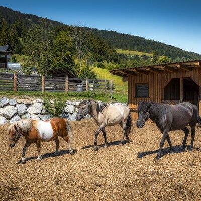 The farmhouse's friendly ponies in their spacious, sunny outdoor paddock right next to the stable.