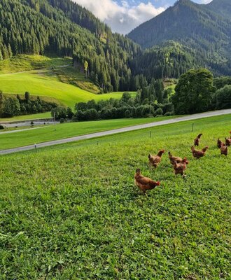 Our free-range chickens - that's what real country life feels like.
