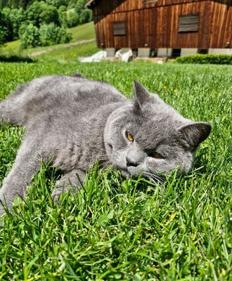 Simply relax - our cat Loui shows how it's done.