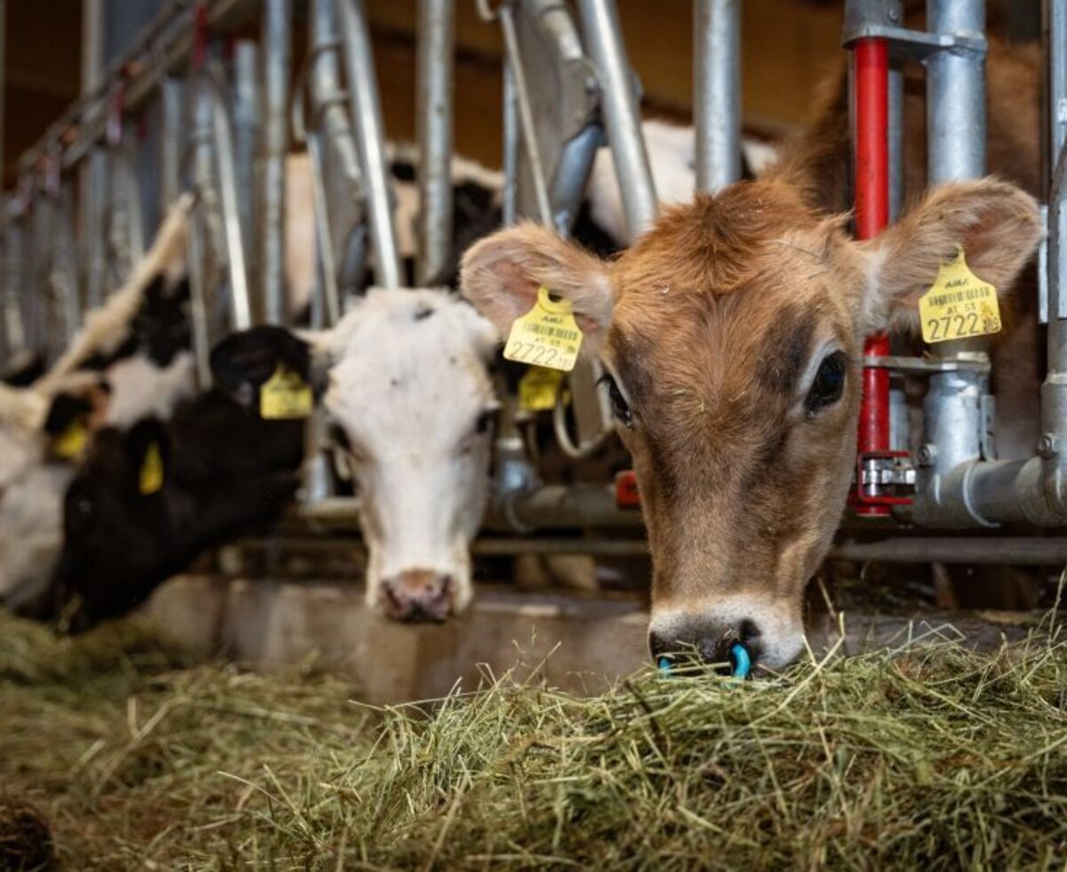Cows eating hay in the barn of the Bed and Breakfast.