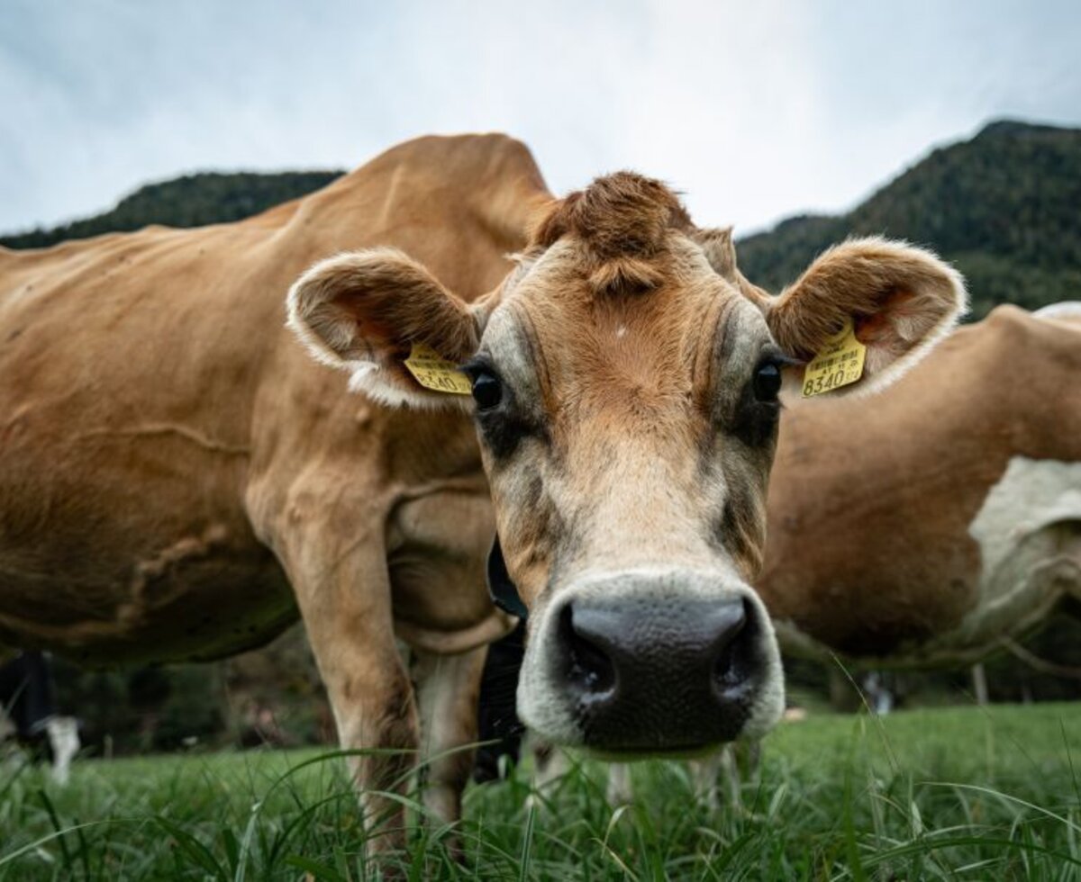 A brown cow with ear tags in the pasture, showcasing the rural surroundings of the Bed and Breakfast.