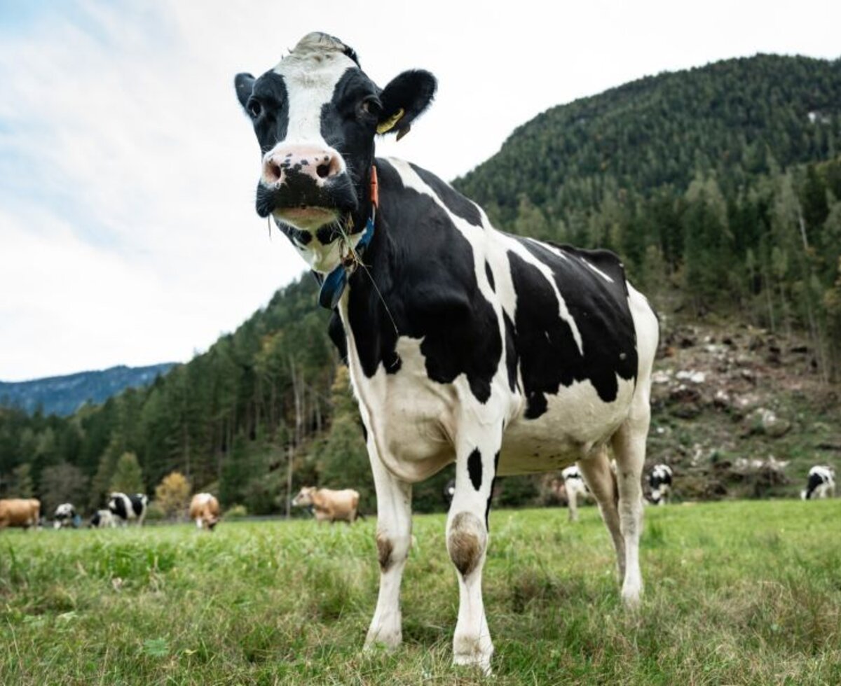 A black and white cow in the Bed and Breakfast's pasture with mountains and forest in the background.