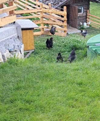 Chicken coop with a wooden fence and free-range chickens, along with a beehive on the Bed and Breakfast grounds.