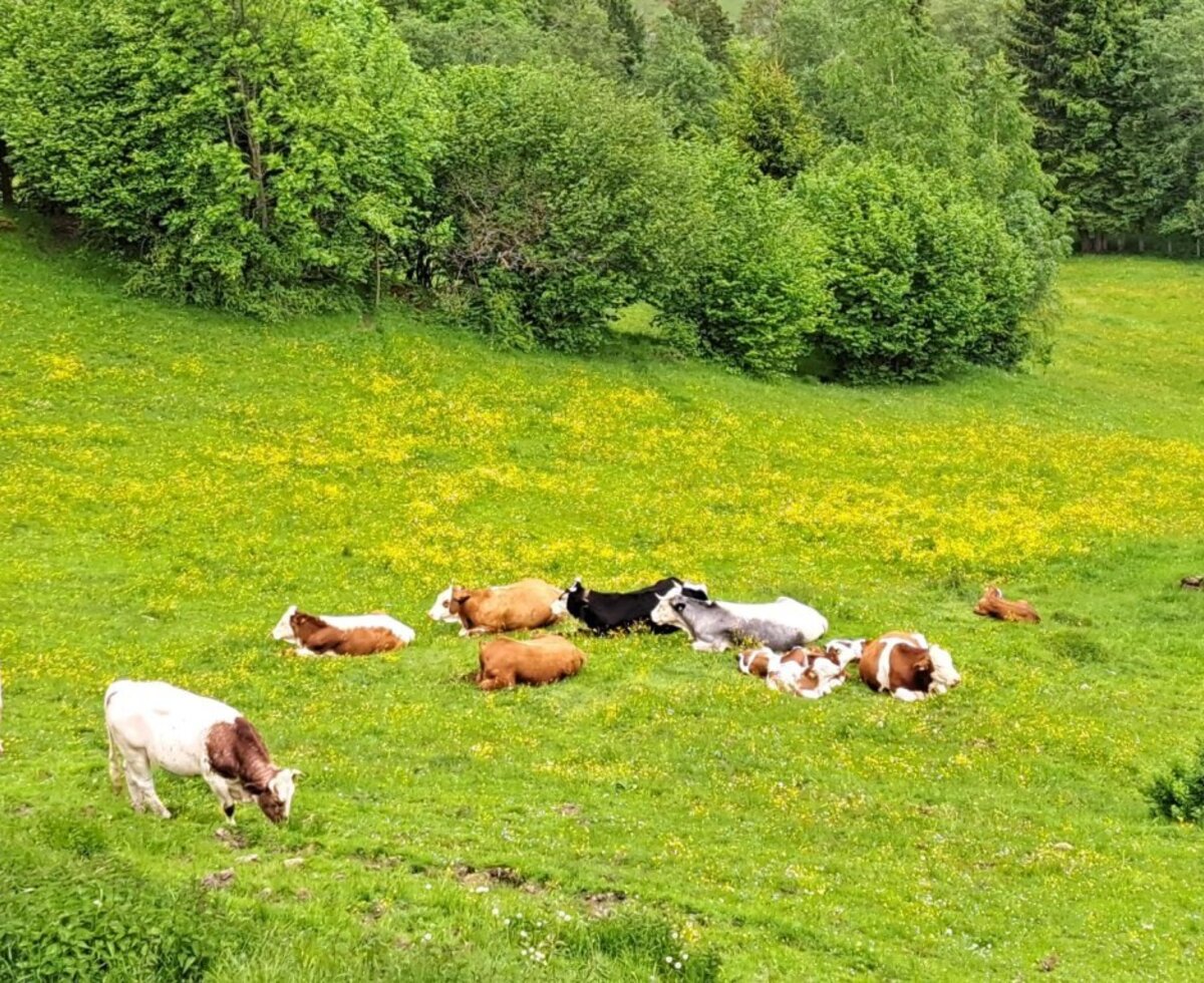 Cows grazing and resting in the green meadow of the Bed and Breakfast, surrounded by trees.