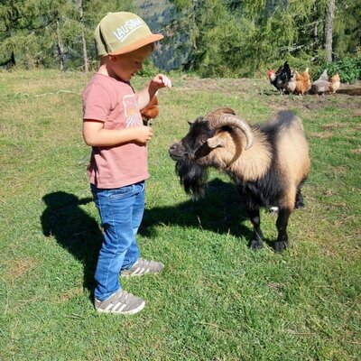 A child interacts with a goat on the Bed and Breakfast grounds, with chickens in the background.