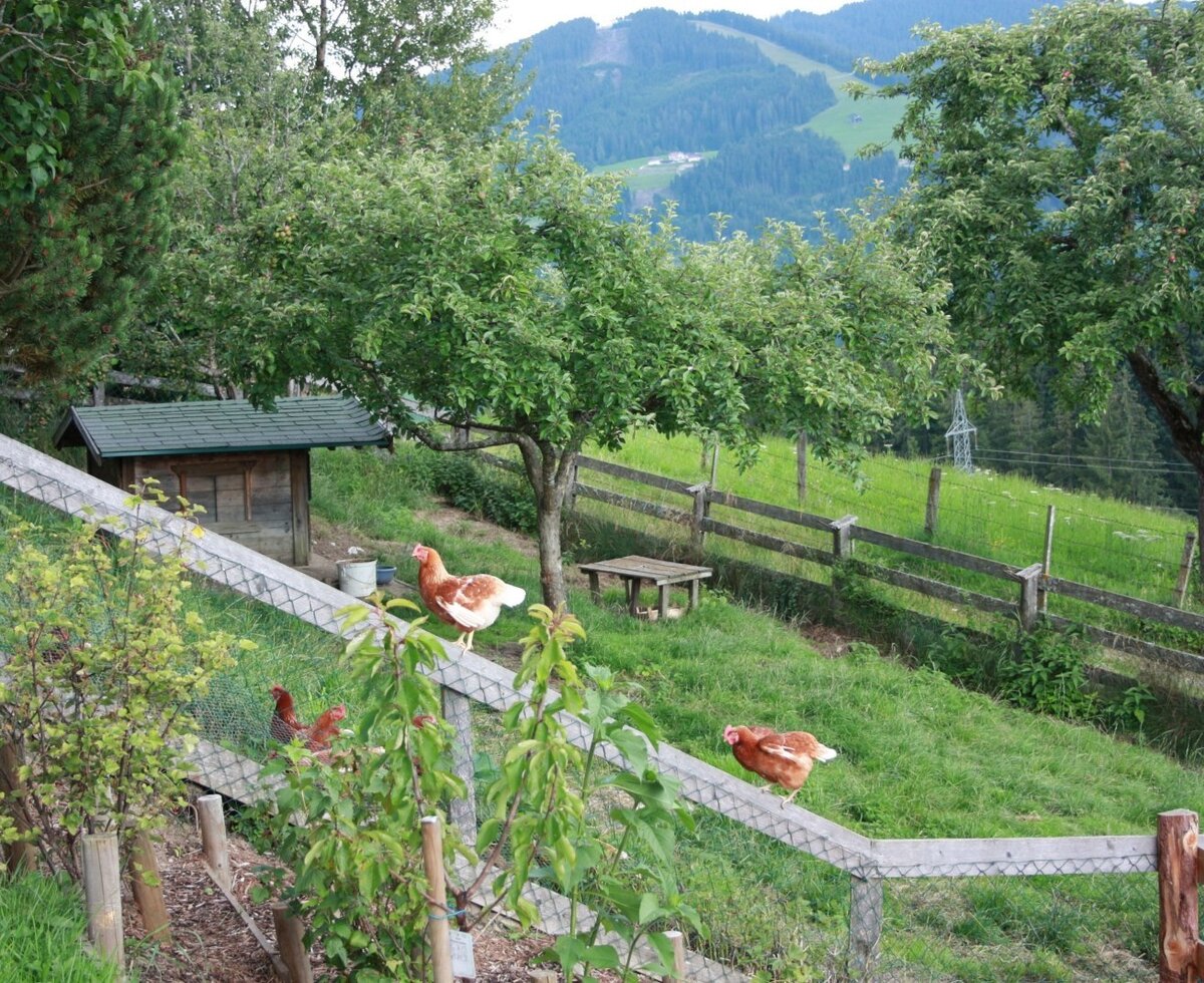 Chicken coop