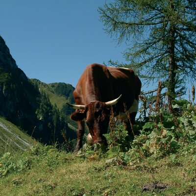 Cows in the alpine pasture