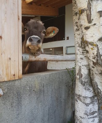 A brown cow peeks out from a barn opening at the farm house.