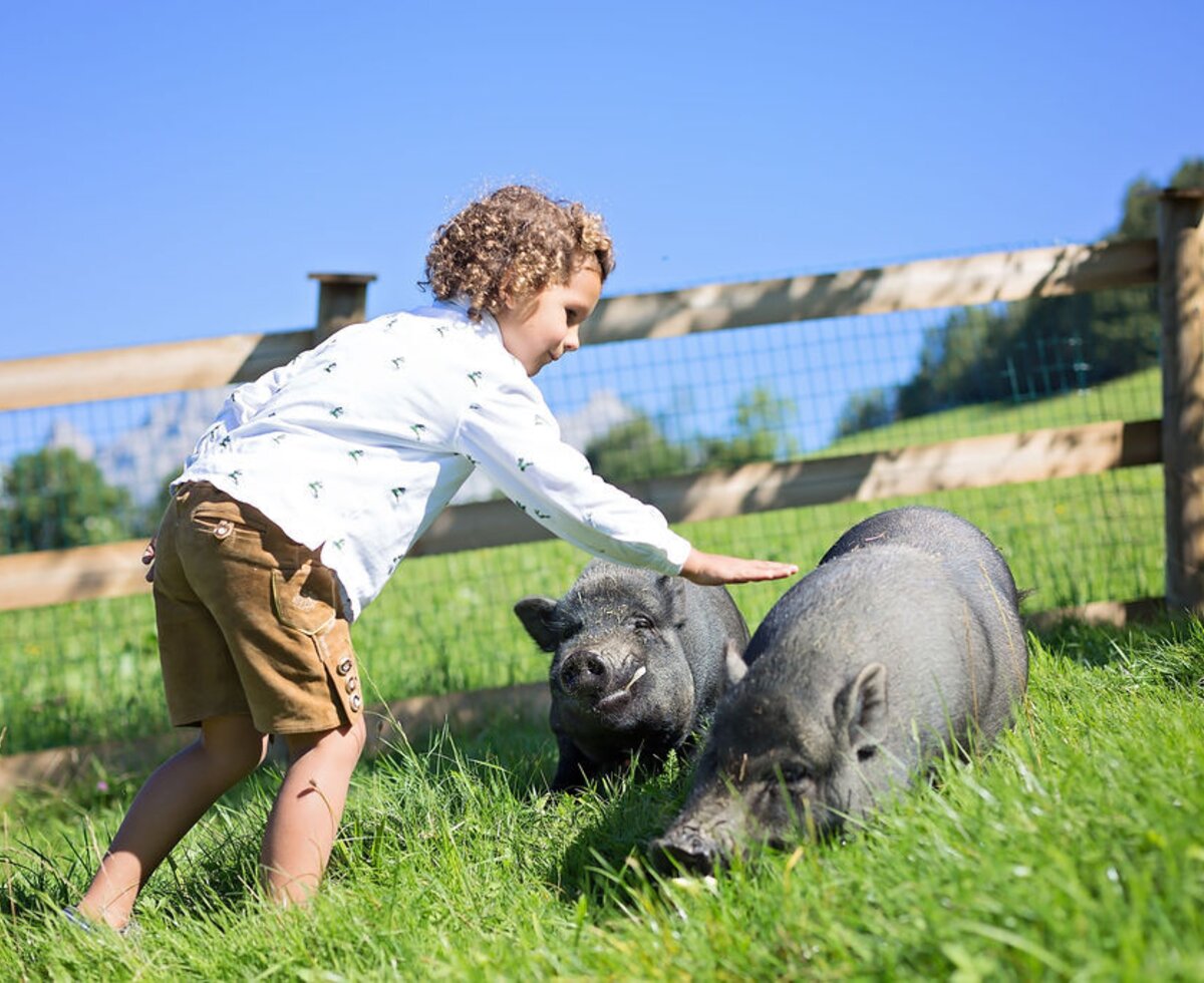 A child petting two pigs in a grassy enclosure at the Farm House.
