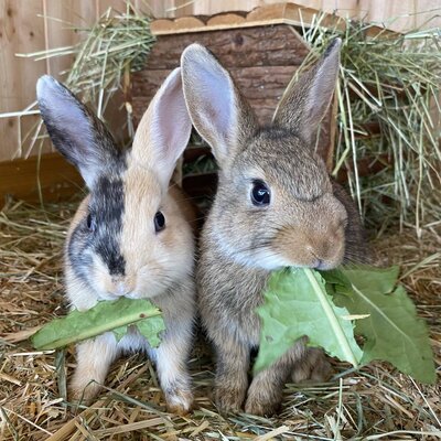 Our rabbits love treats from the children.