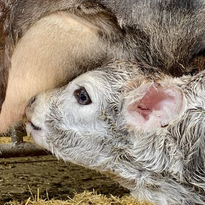 Our calves are allowed to stay with their mothers after birth.