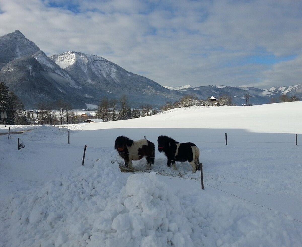 our miniponys Laura & Ferdi