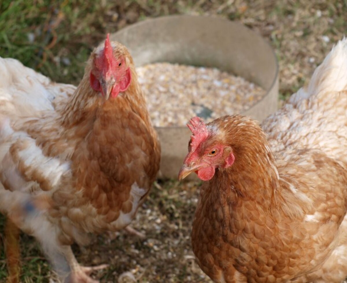 Our chicken