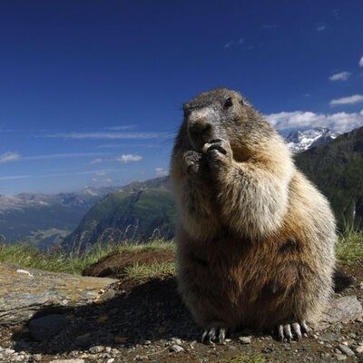 A marmot eating on a mountain path, highlighting the local wildlife and alpine views accessible from the farmhouse.