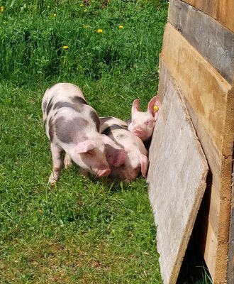 Piglets on green grass next to a wooden structure at the farmhouse.