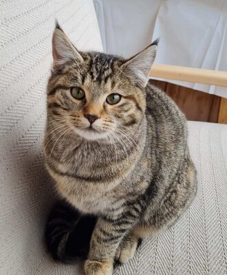 A tabby cat sitting on a chair at the farmhouse.